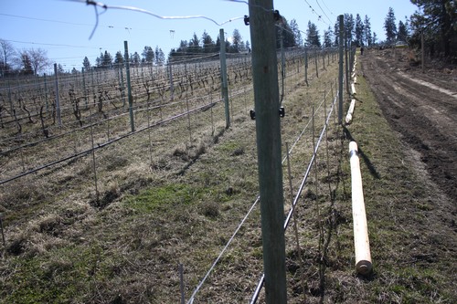 Fenced in Vineyard